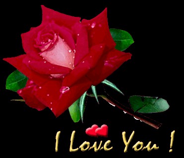 la rose